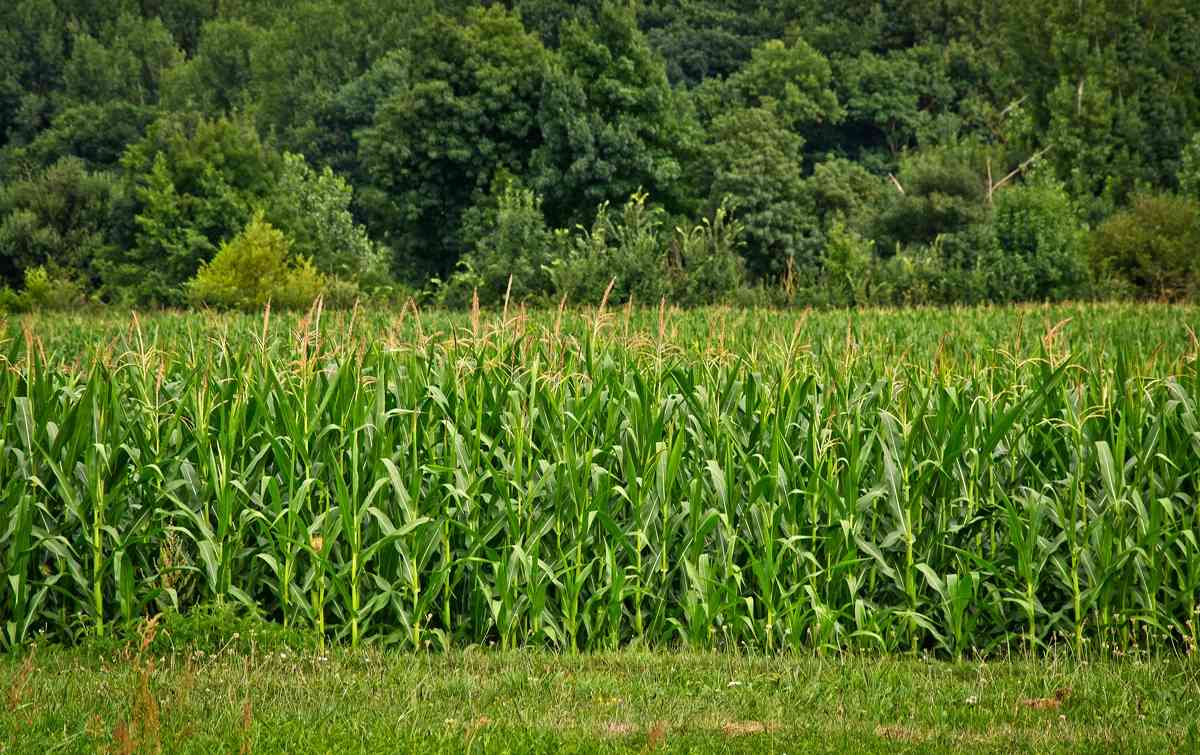 5 Cereale benefice pentru frumuseţea ta