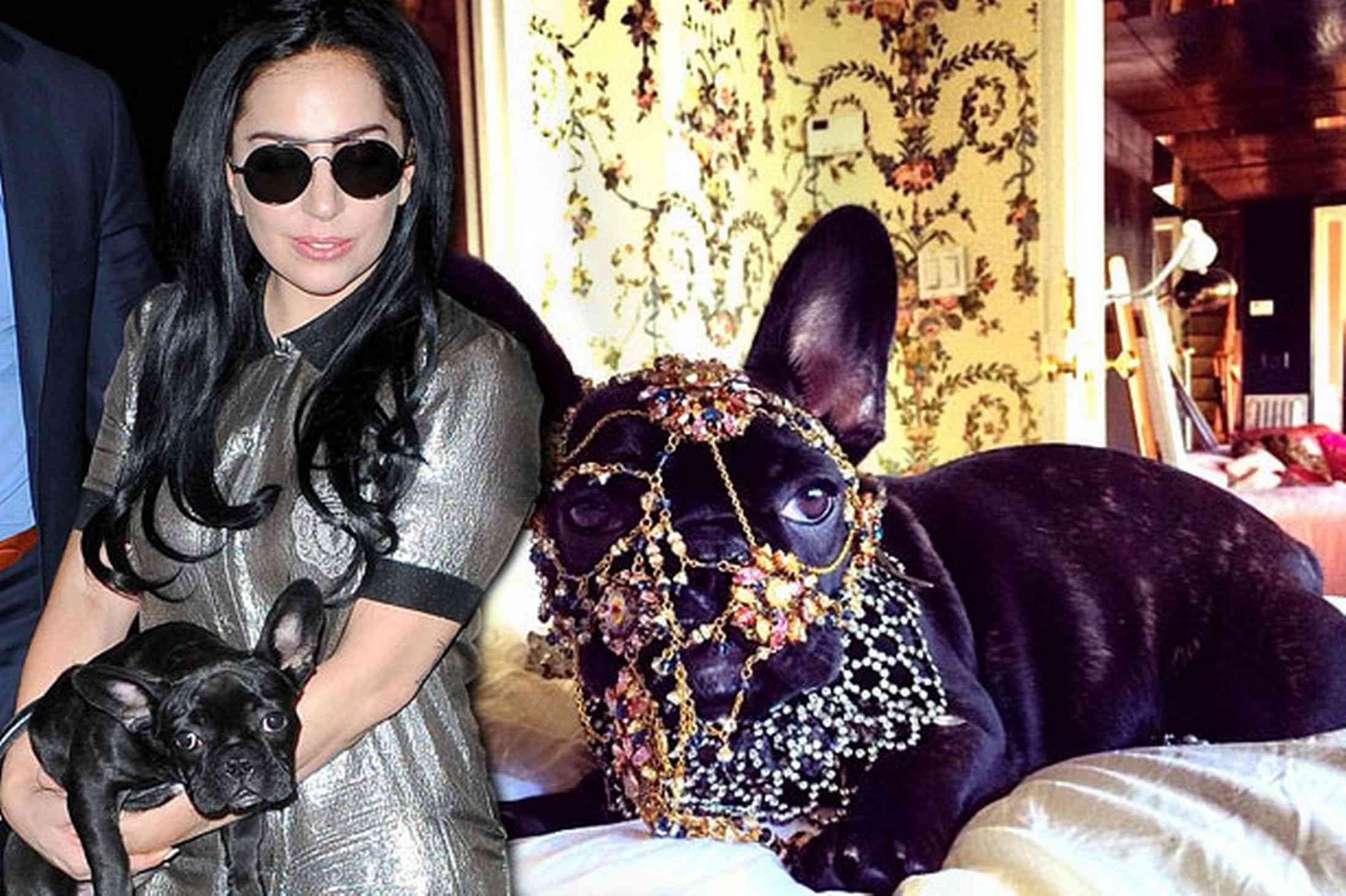 Lady Gaga a fost criticată pentru bijuteriile pe care le foloseşte pentru căţelul ei