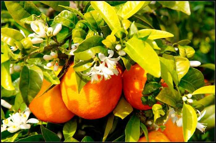 flori de portocal