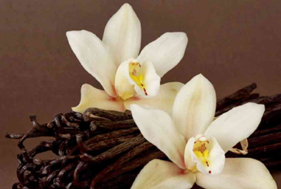parfum vanilie