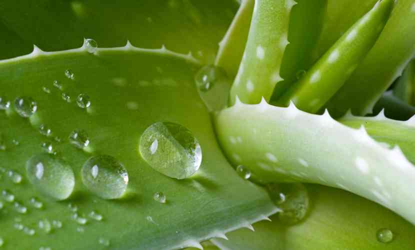 masti pentru pete piele