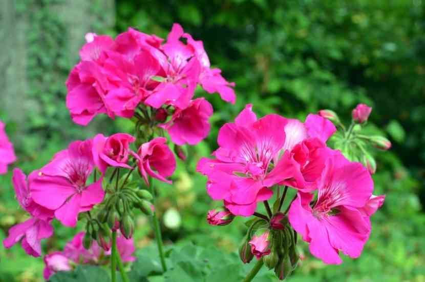 muscata-contra-caderea-parului