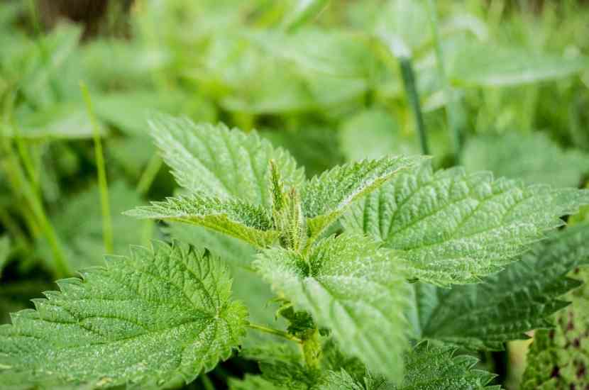 urzica-contra-caderea-parului