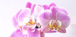 Orhideea phalaenopsis inflorita si culorile ei
