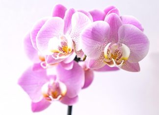 Orhideea phalaenopsis inflorita si culorile ei